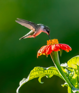 Hummingbird on sunflower