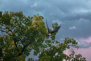 Eagle in the storm