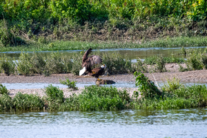 Eagles in a river 