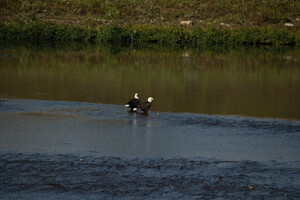 Eagles wading in the water 