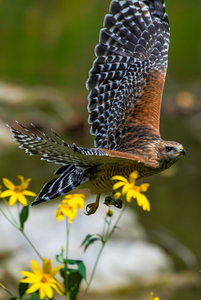 Hawk flight