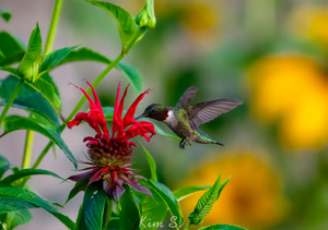 Hummingbird