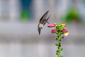 HUMMINGBIRD 