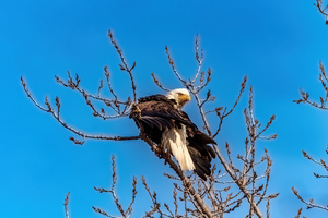 Eagle preening