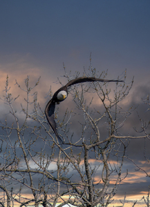 Bald Eagle Dramatic Launch