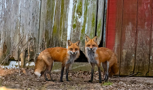 FOX PAIR