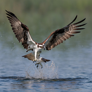 Osprey fishing