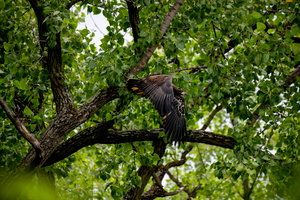 Juvenile  Eagle 