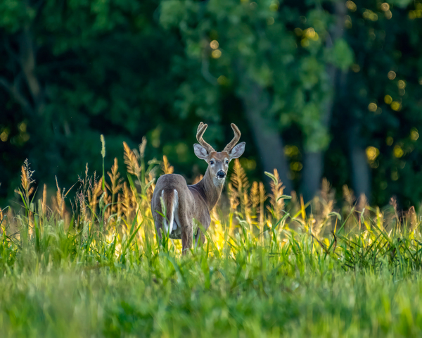 Curious deer Digital Download