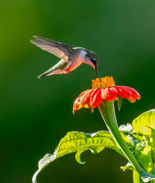 Hummingbird on sunflower Digital Download