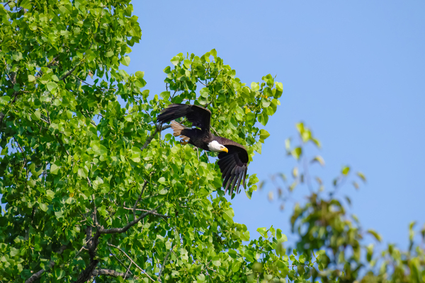 Eagle Launch by Wild TS designs