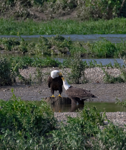 Eagle Love by Wild TS designs