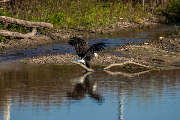 Eagle Landing by Wild TS designs