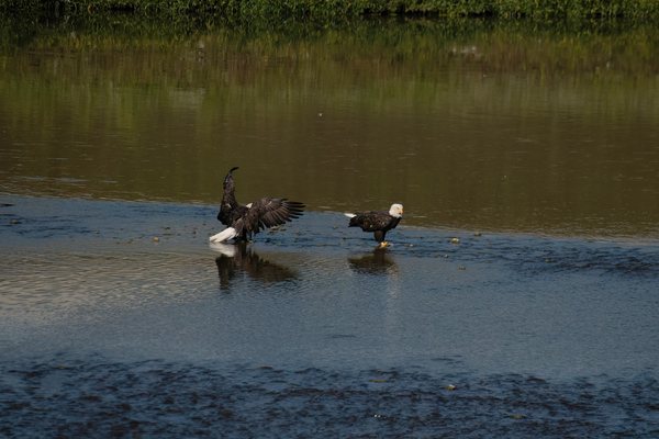 Bald Eagle pair Print