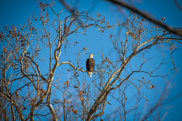 Eagle in morning light Digital Download