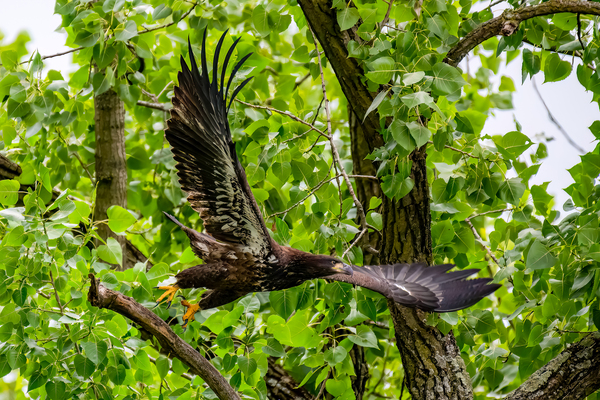 Juvenile  Bald Eagle Digital Download