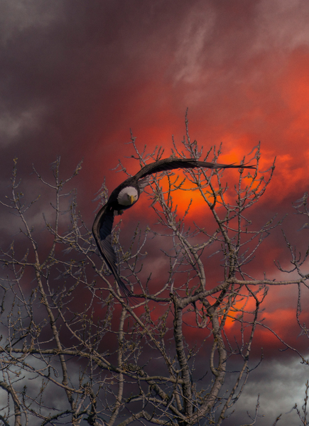 Bald Eagle Red Sky Print