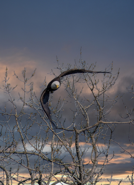 Bald Eagle Dramatic Launch by Wild TS designs