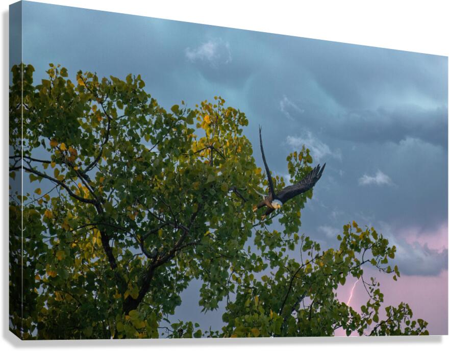 Eagle in the storm Canvas Print