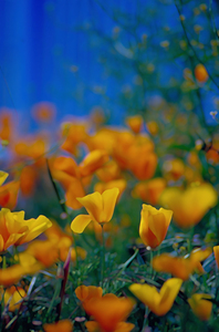 Yellow Flower Blue Bridge