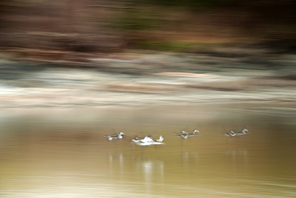 Abstract 001 Print
