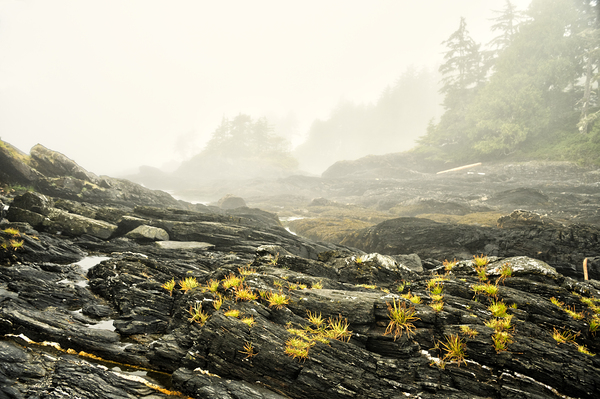 Botanical Beach 02 Print