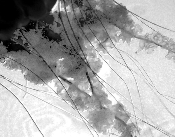 Abstract 011 Print