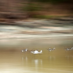 Abstract 001