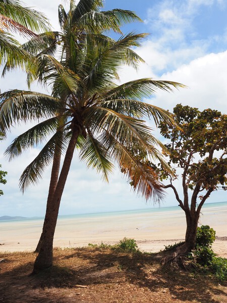 CAPE YORK TIP by Bootsy