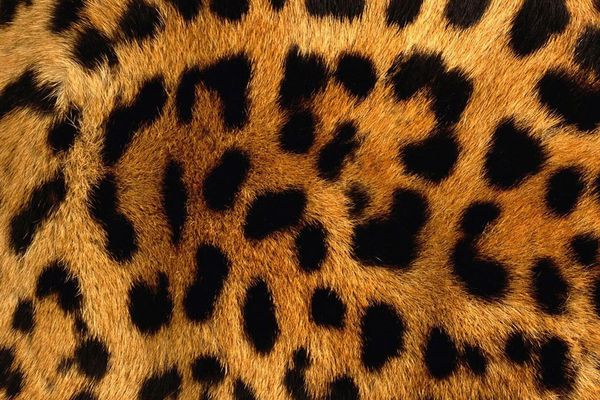 Leopard Skin Pattern Background Print