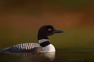 Loon1