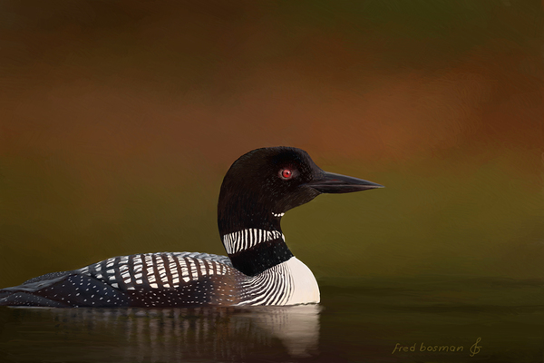 Loon1 Print