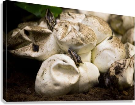 Baby Python Hatching From Egg Canvas Print