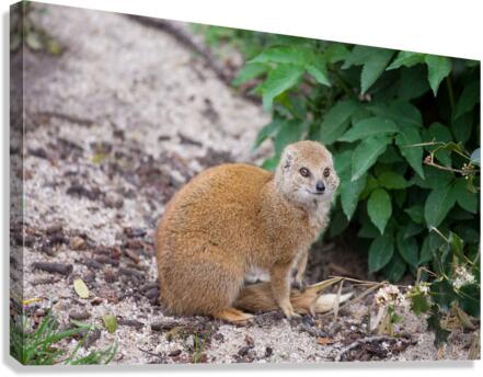 Yellow Mongoose Canvas Print