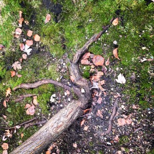 48682093031_d9a77394c0_o