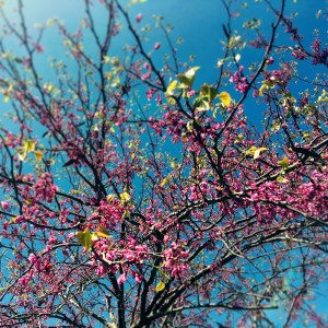 48682265332_b13d55b34c_o