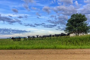 9092280201_d8db4156ba_o