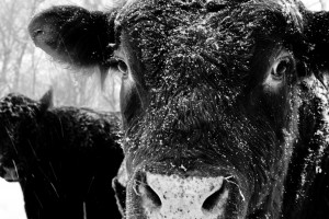 9092758209_c25ebc87ca_o