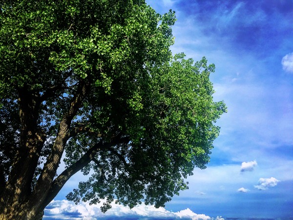 48681752873_fe8571dba2_o by Ian Van Schepen