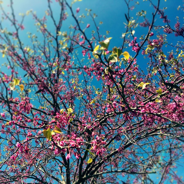 48682265332_b13d55b34c_o by Ian Van Schepen