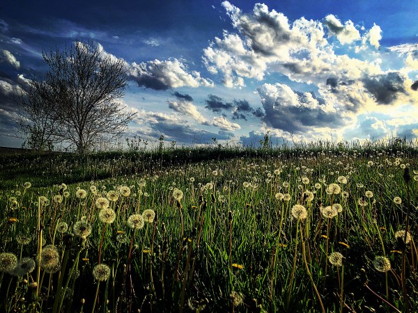 48682266352_1b4896edd5_o by Ian Van Schepen