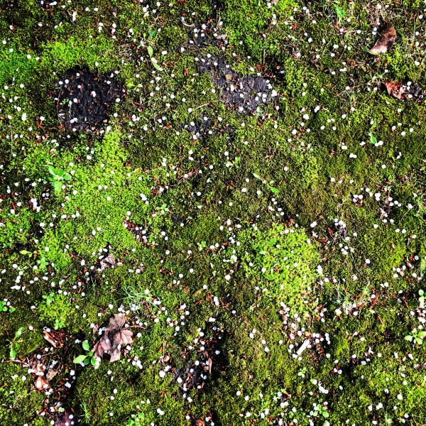 48789430666_b8355dfdcf_o by Ian Van Schepen