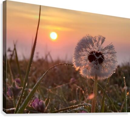 48789057208_143339dbb6_o Canvas Print