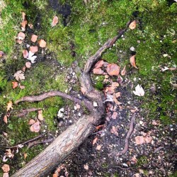 48682093031_d9a77394c0_o