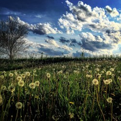 48682266352_1b4896edd5_o