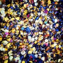 48789048473_b6f61ec829_o