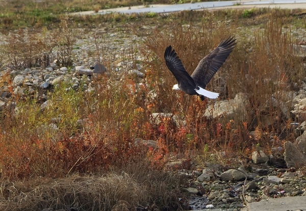 On a mission by Kandid Moose Dar