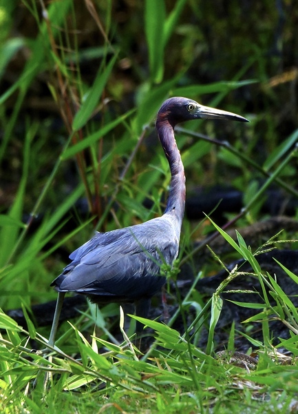 Tri-Colored Heron by Kandid Moose Dar