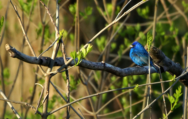 Indigo Bunting by Kandid Moose Dar