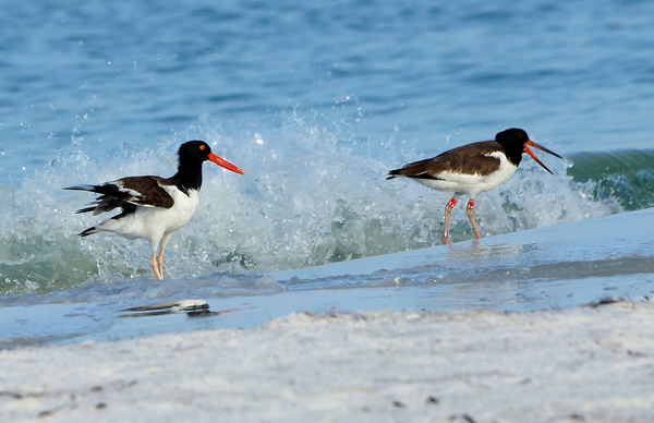 American Oystercatcher by Kandid Moose Dar